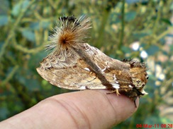 dudusa vethi snellen_lepidoptera_moth_ngengat 01