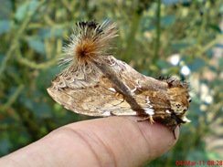 dudusa vethi snellen_lepidoptera_moth_ngengat 01 dudusa vethi snellen_lepidoptera_moth_ngengat 01