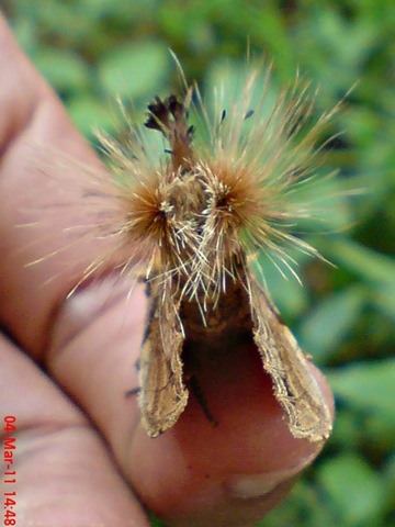 [dudusavethisnellen_lepidoptera_moth_[29].jpg]