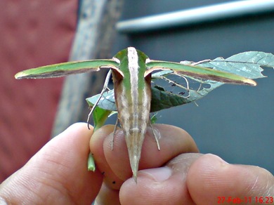 a hawk moth_Pergesa acteus 3 a hawk moth_Pergesa acteus 3