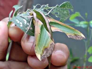 a hawk moth_Pergesa acteus 2 a hawk moth_Pergesa acteus 2