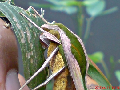 a hawk moth_Pergesa acteus 5 a hawk moth_Pergesa acteus 5
