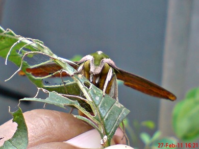 a hawk moth_Pergesa acteus 6 a hawk moth_Pergesa acteus 6
