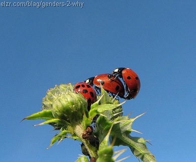 ladybug-threesome