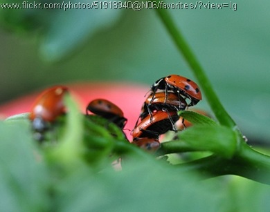 threesome ladybug style