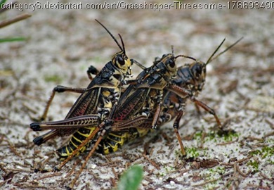 grasshopper threesome