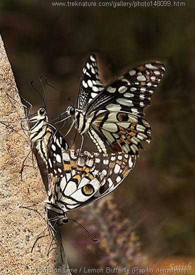 butterfly thrresome mating[11]