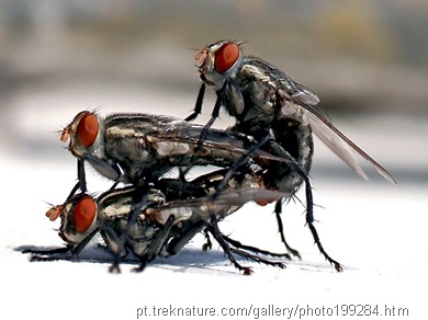 fly threesome insect mating