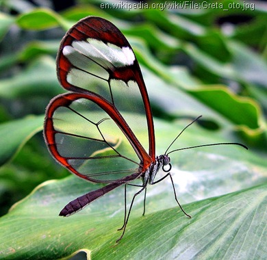 glasswing butterfly Greta_oto glasswing butterfly Greta_oto