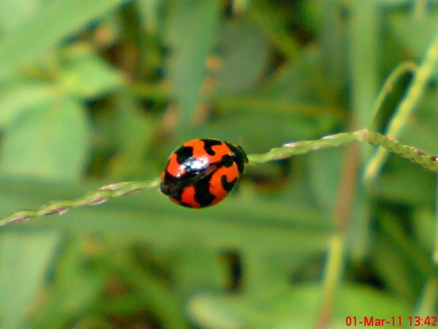 [transverse ladybird 05[4].jpg]