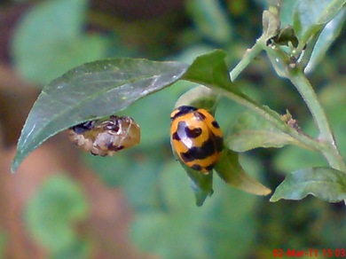 transverse ladybug emerged from the pupa 10