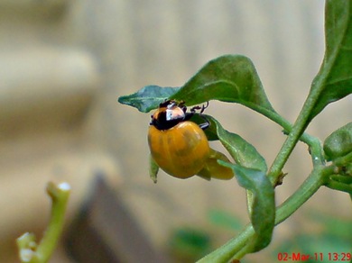 transverse ladybug emerged from the pupa 08