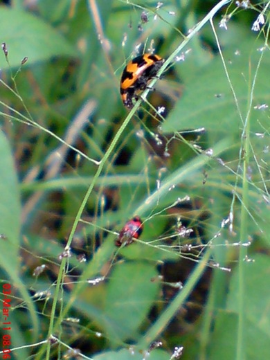 transverse ladybug emerged from the pupa 12