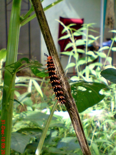 ulat Kupu-kupu Common Eggfly - Hypolimnas bolina 4 ulat Kupu-kupu Common Eggfly - Hypolimnas bolina 4