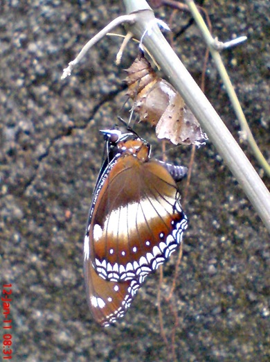 Common Eggfly Butterfly - Hypolimnas bolina - female 3