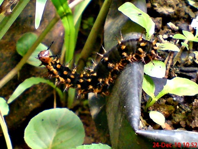 a Common Eggfly Butterfly caterpillar 01