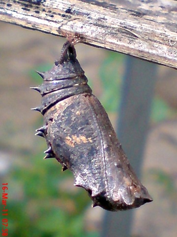 [Common Eggfly Butterfly Emerging from a Chrysalis 01[5].jpg]