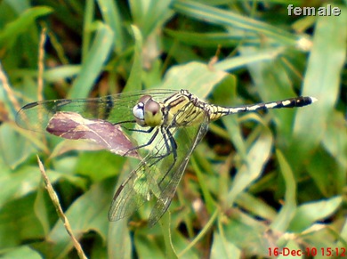 Capung Chalky percher - Diplacodes trivialis - female