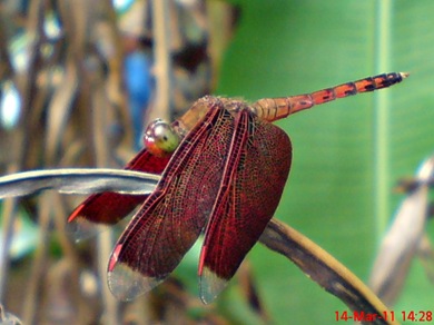 Neurothemis terminata_Straight-edged Red Parasol 04