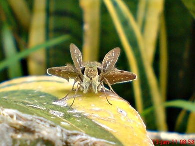 Borbo cinnara Rice Swift Skipper 06