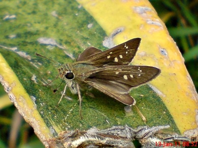 Borbo cinnara Rice Swift Skipper 02 Borbo cinnara Rice Swift Skipper 02