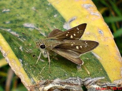 Borbo cinnara Rice Swift Skipper 02