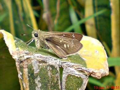 Borbo cinnara Rice Swift Skipper 01