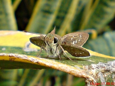 Borbo cinnara Rice Swift Skipper 05