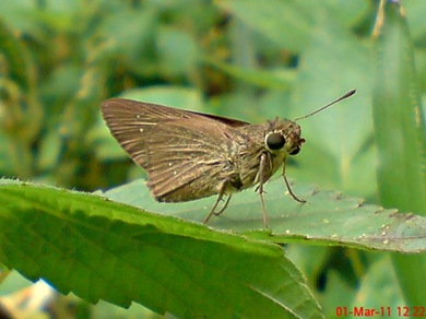 Grass-skipper Borbo cinnara 2 Grass-skipper Borbo cinnara 2