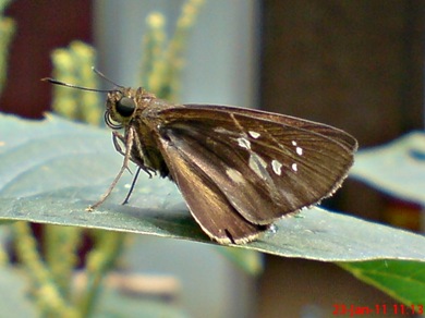 Grass-skipper Borbo cinnara 4