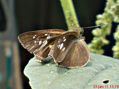 Grass-skipper Borbo cinnara 6