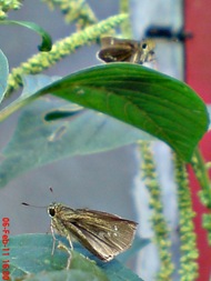 Grass-skipper Borbo cinnara 14 Grass-skipper Borbo cinnara 14