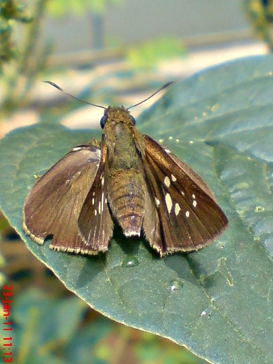 Grass-skipper Borbo cinnara 5 Grass-skipper Borbo cinnara 5
