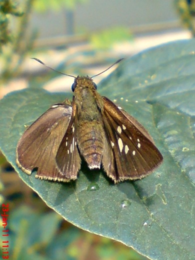 Grass-skipper Borbo cinnara 5