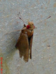 Erionota thrax thrax - Banana Skipper 10 Erionota thrax thrax - Banana Skipper 10