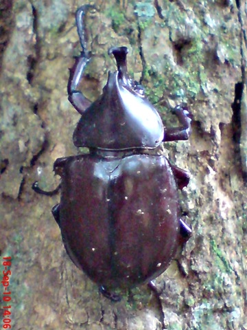 [Xylotrupes gideon_Kumbang Badak_Rhinoceros Beetle 09[4].jpg]