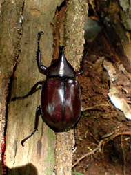 Xylotrupes gideon_Kumbang Badak_Rhinoceros Beetle 01