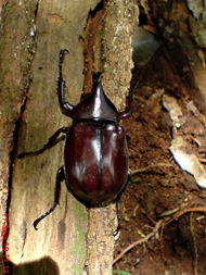 Xylotrupes gideon_Kumbang Badak_Rhinoceros Beetle 01 Xylotrupes gideon_Kumbang Badak_Rhinoceros Beetle 01