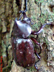 Xylotrupes gideon_Kumbang Badak_Rhinoceros Beetle 10