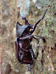 Xylotrupes gideon_Kumbang Badak_Rhinoceros Beetle 05