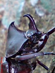 Xylotrupes gideon_Kumbang Badak_Rhinoceros Beetle 07