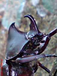 Xylotrupes gideon_Kumbang Badak_Rhinoceros Beetle 07 Xylotrupes gideon_Kumbang Badak_Rhinoceros Beetle 07