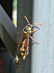 Delta campaniforme_Yellow and black potter wasp 06 Delta campaniforme_Yellow and black potter wasp 06