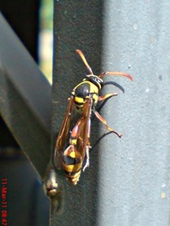 Delta campaniforme_Yellow and black potter wasp 06