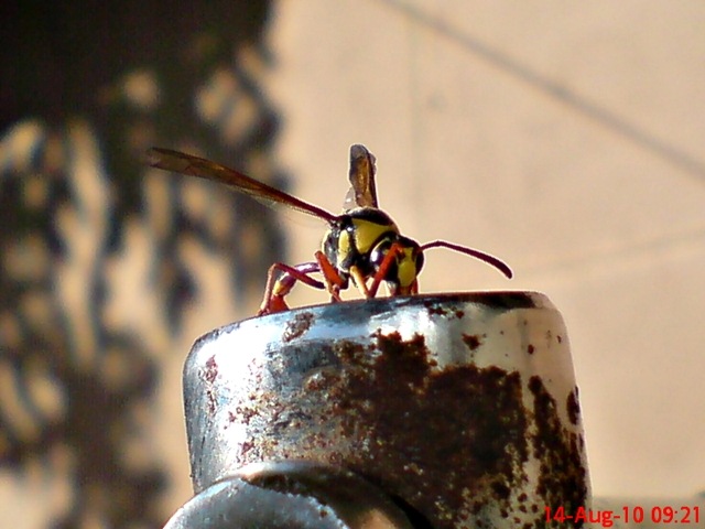 [Delta campaniforme_Yellow and black potter wasp 01[4].jpg]