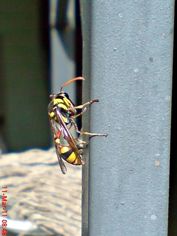 [Delta campaniforme_Yellow and black potter wasp 03[4].jpg]