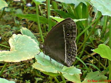 Bushbrown butterfly_Mycalesis horsfieldi 1 Bushbrown butterfly_Mycalesis horsfieldi 1