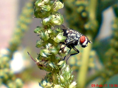 Sarcophaga carnaria_Flesh Fly_Lalat 08