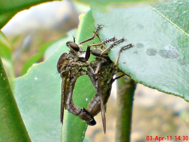 [robber fly mating 03[4].jpg]