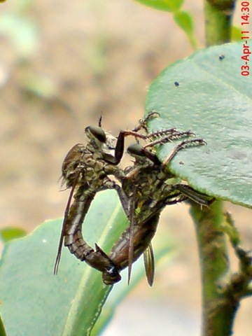 [robber fly mating 02[4].jpg]